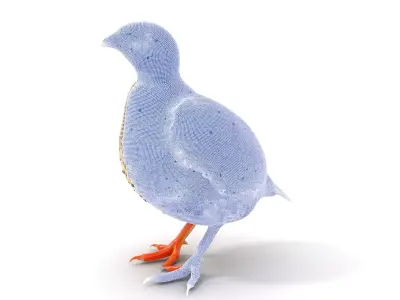 Elegant Quail Bird model pack Low-poly 3D model
