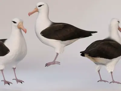 bird Albatross Free 3D model