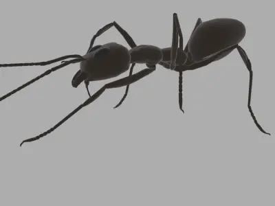 Argentine Ant Rig Simple Free 3D model