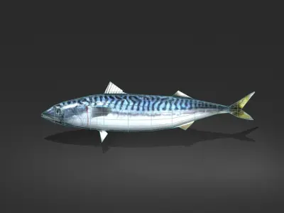Mackerel Fish Low-poly 3D model