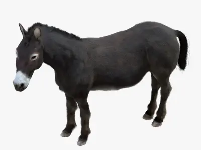 Donkey (Rigged) 3D model