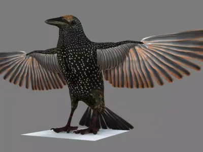Sturnidae or Starling 3D model