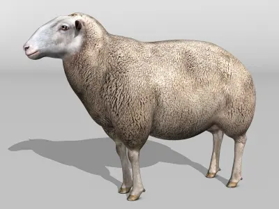 Sheep 3D model 3