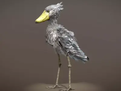 Shoebill  3D model