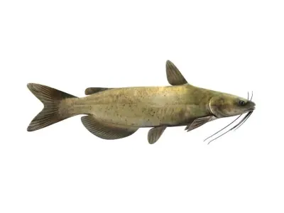 Catfish Fish 3D model