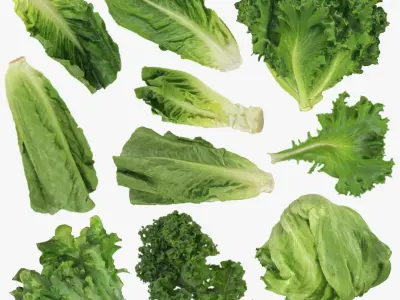 Lettuce Collection 3 3D model