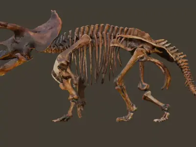 Animated Triceratops Skeleton 3D Model Low-poly 3D model
