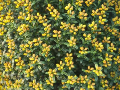 XfrogPlants Spanish Broom - Genista Hispanica 3D model