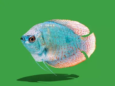 Gourami Fish Low-poly 3D model