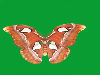 Atlas Moth Butterfly Low-poly 3D model