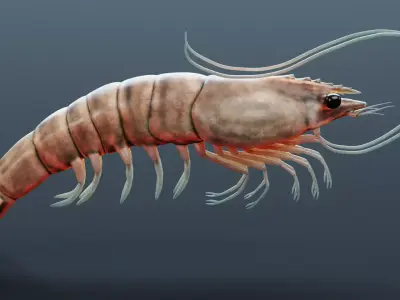 -Prawn- 3D model