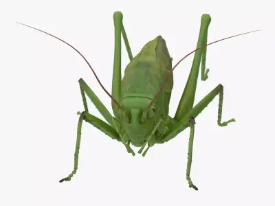 Lifelike Katydid Low-poly 3D model