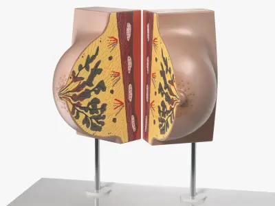 Female Breast Anatomy Model During Pregnancy 3D model