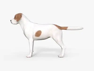 Street Dog Rigged 3D model