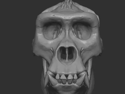 Western Lowland Gorilla Skull for 3D Print 3D model