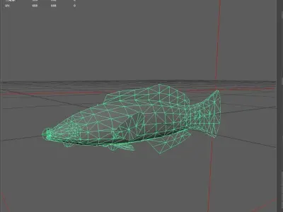 Wrasse Low-poly 3D model