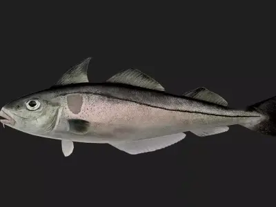 Cod fish Low-poly 3D model