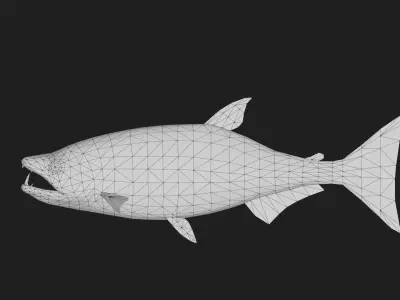 Payara Low-poly 3D model