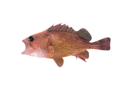 Low-Poly Honeycomb Rockfish Animated  Low-poly 3D model