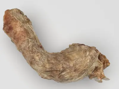 Chicken Neck 3D model