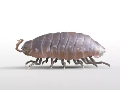 Pill bug insect Low-poly 3D model