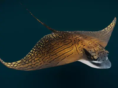 Ornate Eagle Ray 3D model