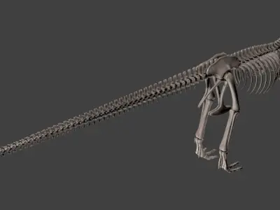 T-Rex skeleton 3D model