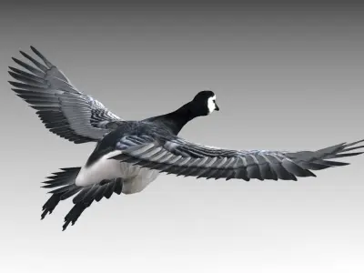 Barnacle Goose 3D model