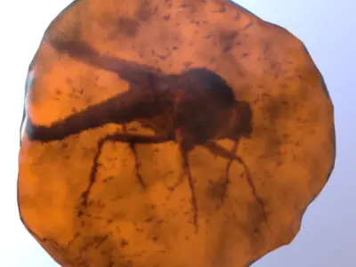 3D Amber Fossil with Preserved Mosquito Low-poly 3D model