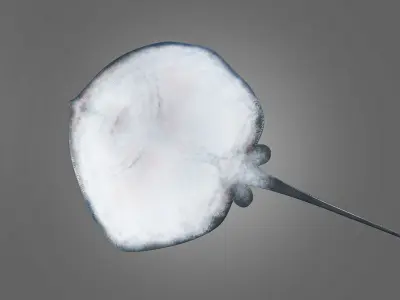 Photorealistic stingray fish ocean model Low-poly 3D model