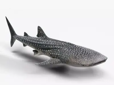 Whale Shark Animation - VFX Grace 3D model
