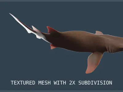 Nurse Shark Low-poly 3D model