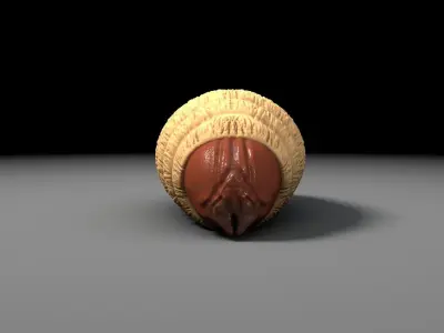 Red Palm Weevil Larvae -Rhynchophorus ferrugineu Low-poly 3D model