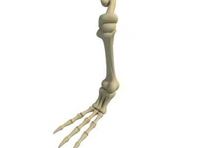 Pigeon Leg Skeleton 3D model