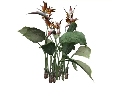 Bird of Paradise Flower - 10 - 3D model