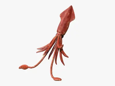 squid transparent Low-poly 3D model