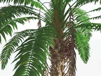 EVERYPlant African Oil Palm 4 --16 Models-- 3D model