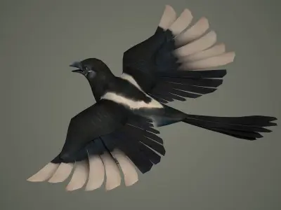 bird wildlife nature ornithology wild animal 3D model