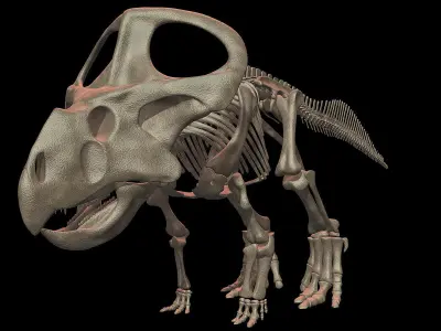 Protoceratops skeleton 3D model