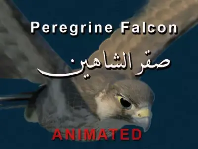 Peregrine Falcon Folded Wings Low-poly 3D model