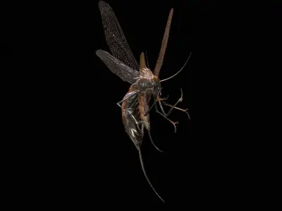 FlyingBug1 A1 Low-poly 3D model