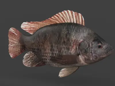 Tilapia Fish 3D model