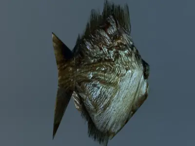 Low poly piranha fish 3D model