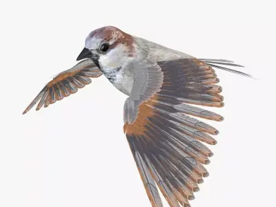 Sparrow Low-poly 3D model