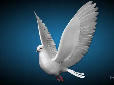 Dove - Flight 3D model