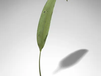 XfrogPlants Macrotaeniopteris 3D model