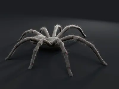Huntsman Spider Low-poly 3D model