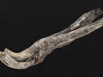 Tree trunk 3d scan highpoly 3D model