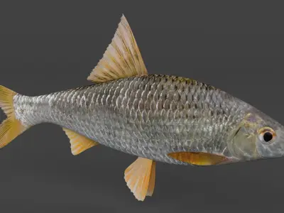 Freshwater Fish 3D model
