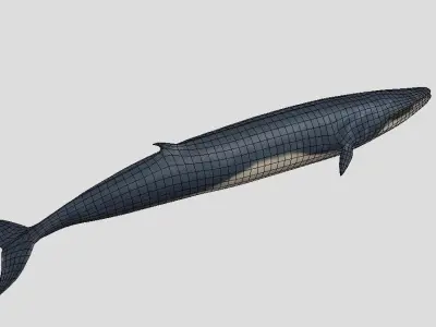 Fin-Whale Animated Low-poly Low-poly 3D model